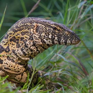 Lower Zambezi - Close-up Nile monitor
